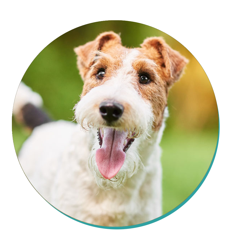 Dog Breed Corner Wire Fox Terrier Mad Paws