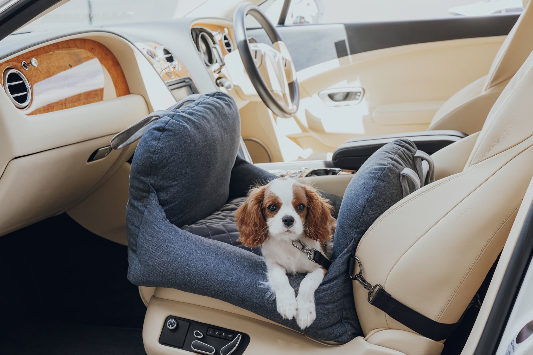 Does My Dog Need a Seat Belt in the Car? - Mad Paws