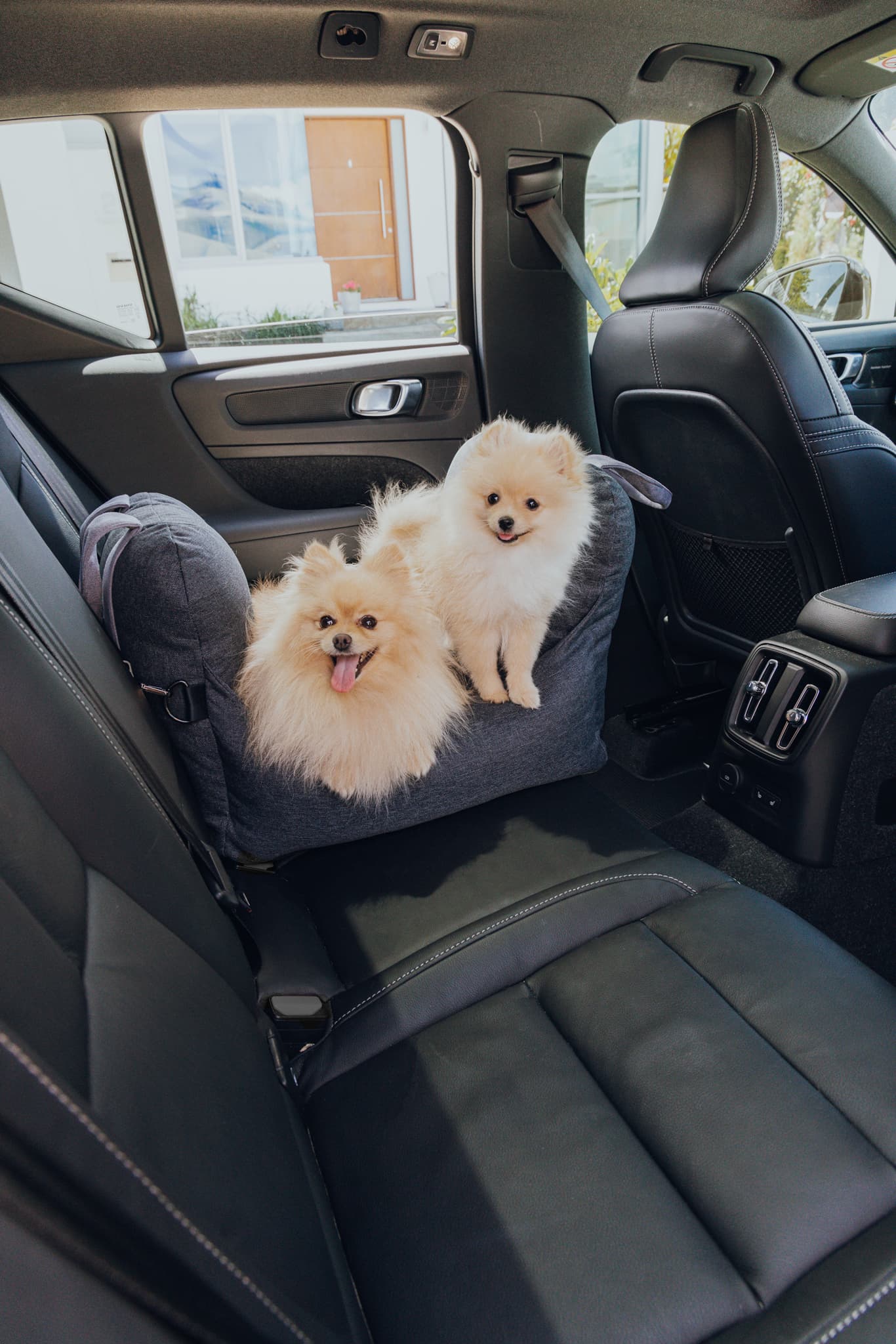 Does My Dog Need a Seat Belt in the Car? - Mad Paws
