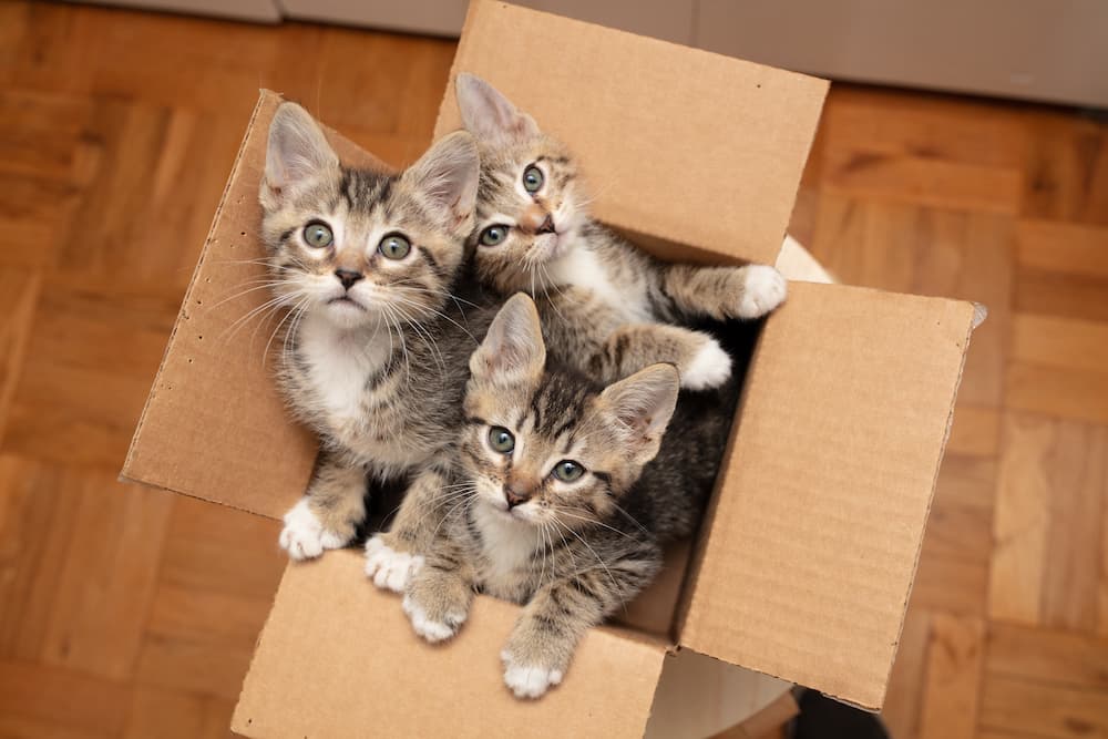 box-of-cat-kittens