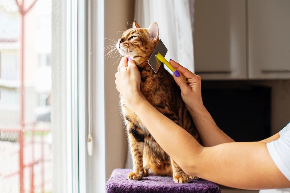 How to manage cat hair with grooming
