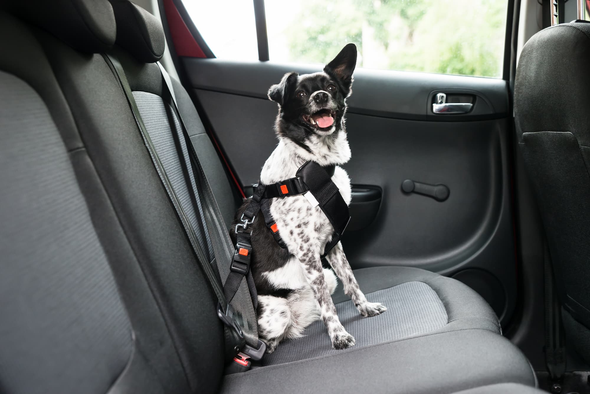 Does My Dog Need a Seat Belt in the Car? - Mad Paws