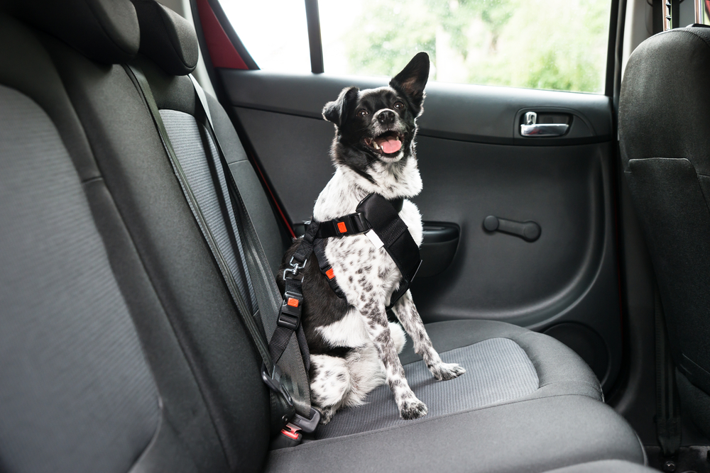 Do Dogs Need A Seatbelt In A Car