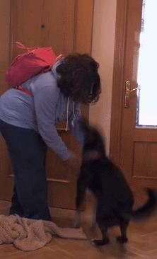 If your dog is frantic when you get home, it could be a sign of separation anxiety. Here are some ways to train it out of them.