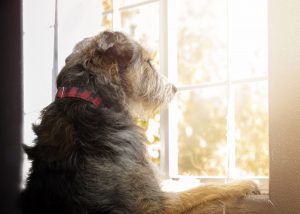 separation anxiety in dogs