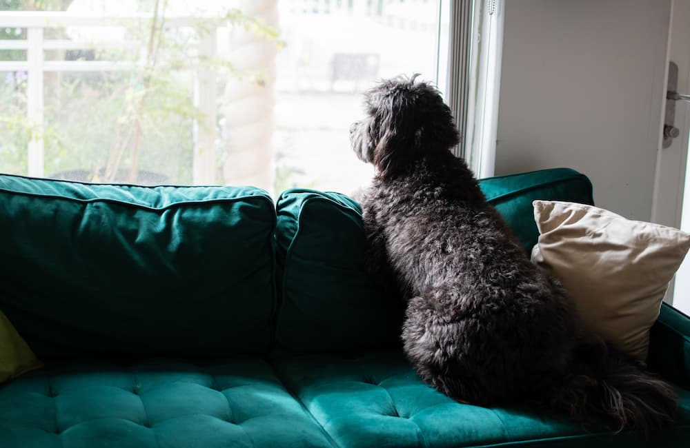 How to train your dog to be OK when home alone