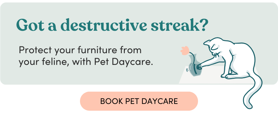 Stop their destructive streak, with a Cat Companion (AKA Pet Daycare)