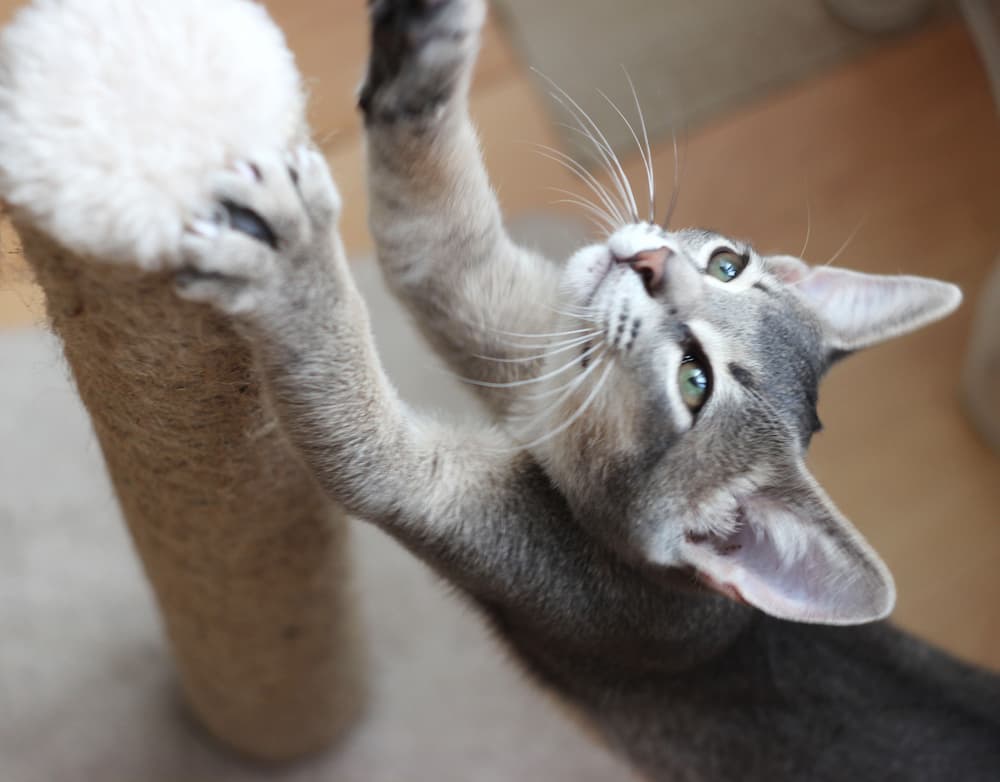Why do cats need a scratching post?
