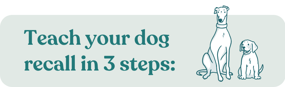 Teach your dog recall in 3 steps