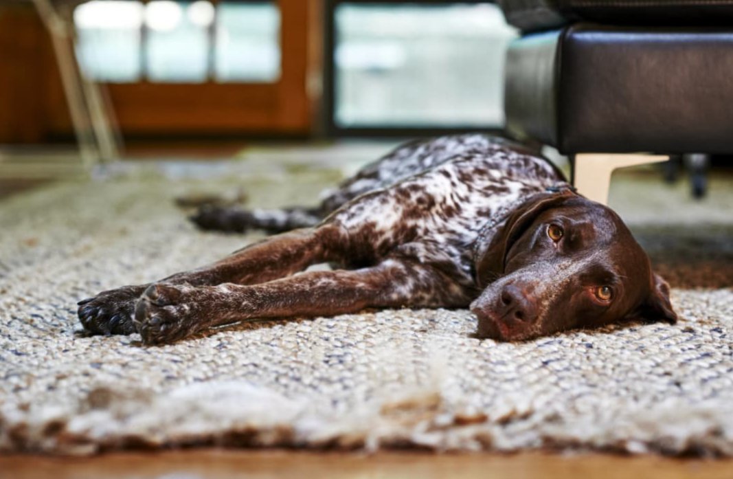 Does your pet's mood change as the seasons change?