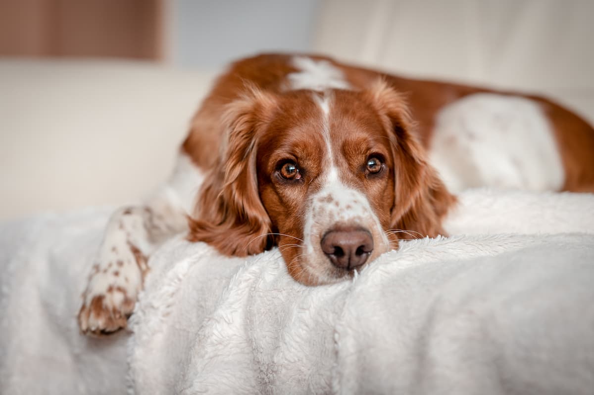 resting dog