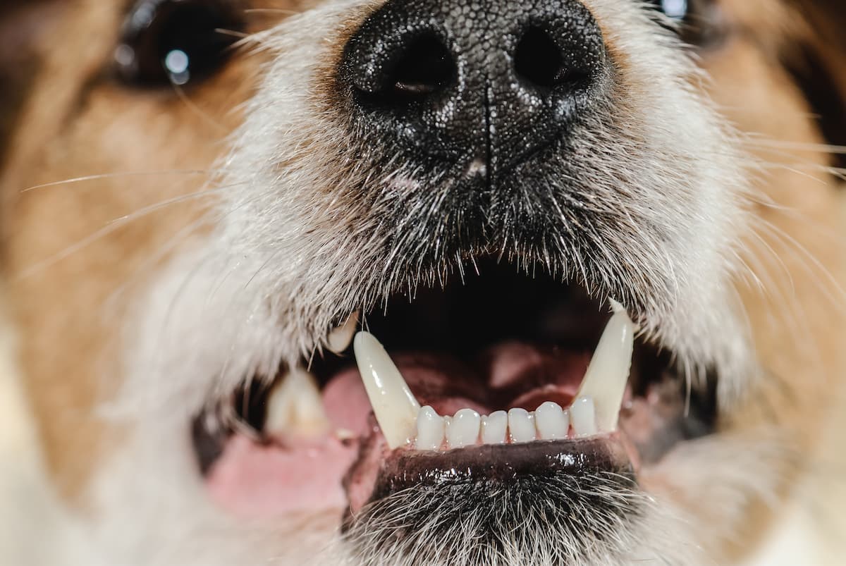 how many teeth do dogs have