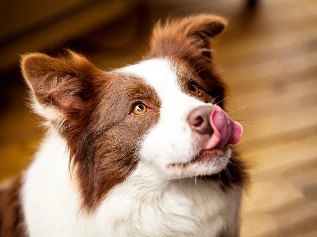 Why do dogs have wet noses? And why do they lick their nose so much?