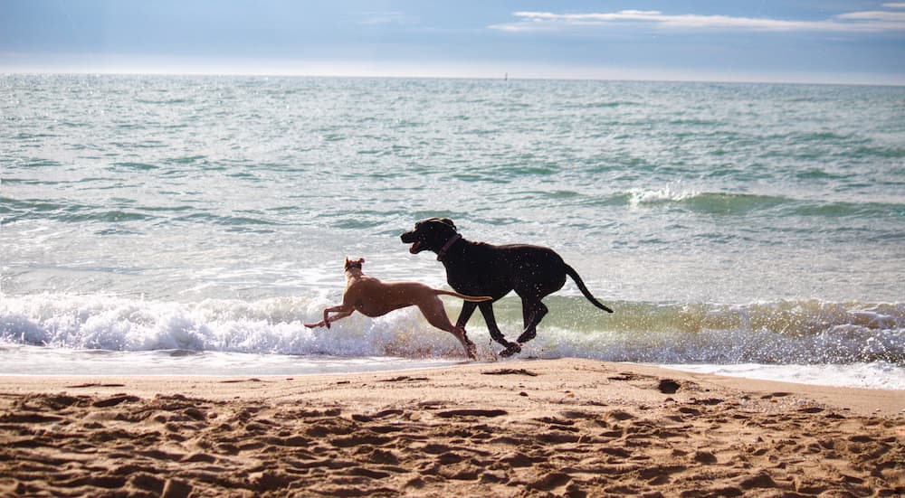 Dog recall training is handy in so many instances!