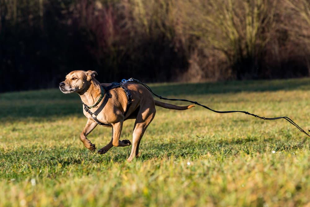 Want to know how to start dog recall training?