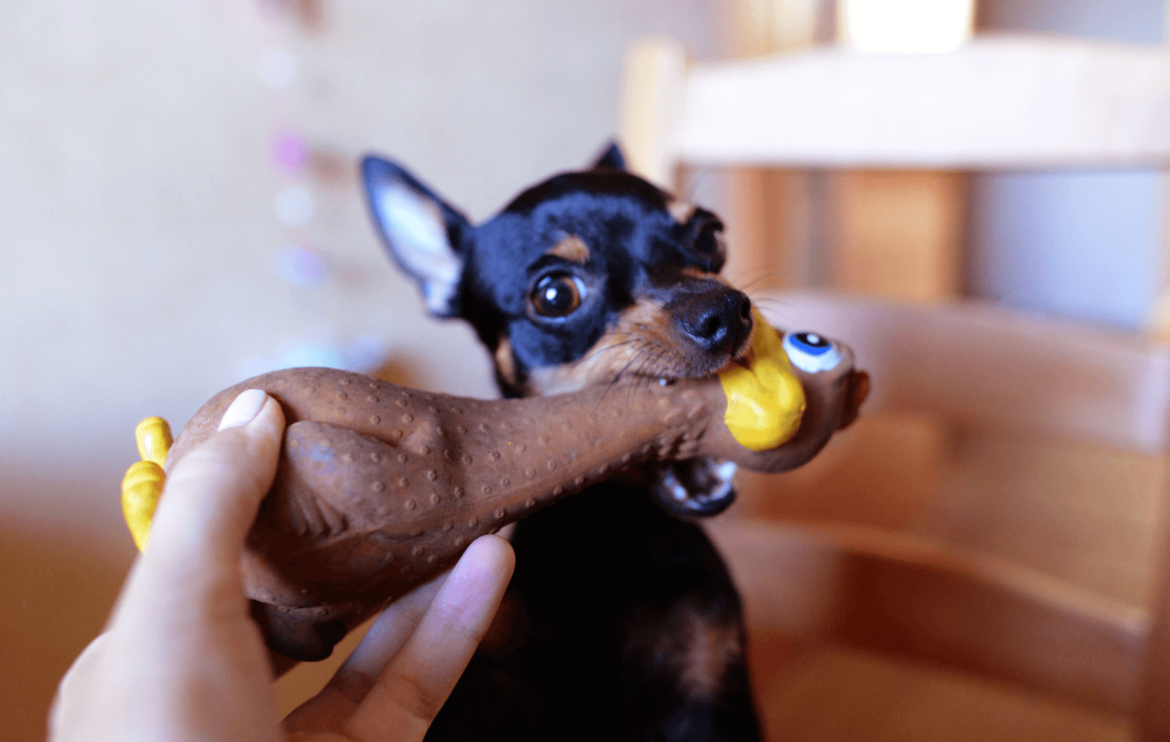 why do dogs like squeaker toys