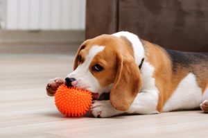 squeaky toys can be great as chew toys too