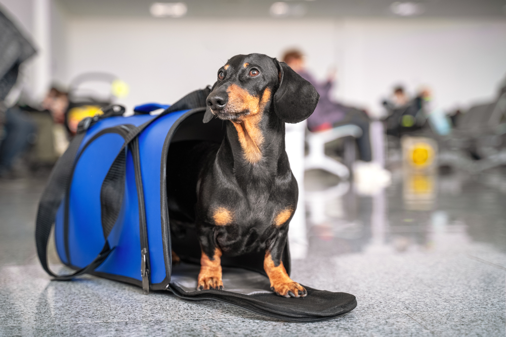 Dog bag carrier: Best picks available online - Times of India
