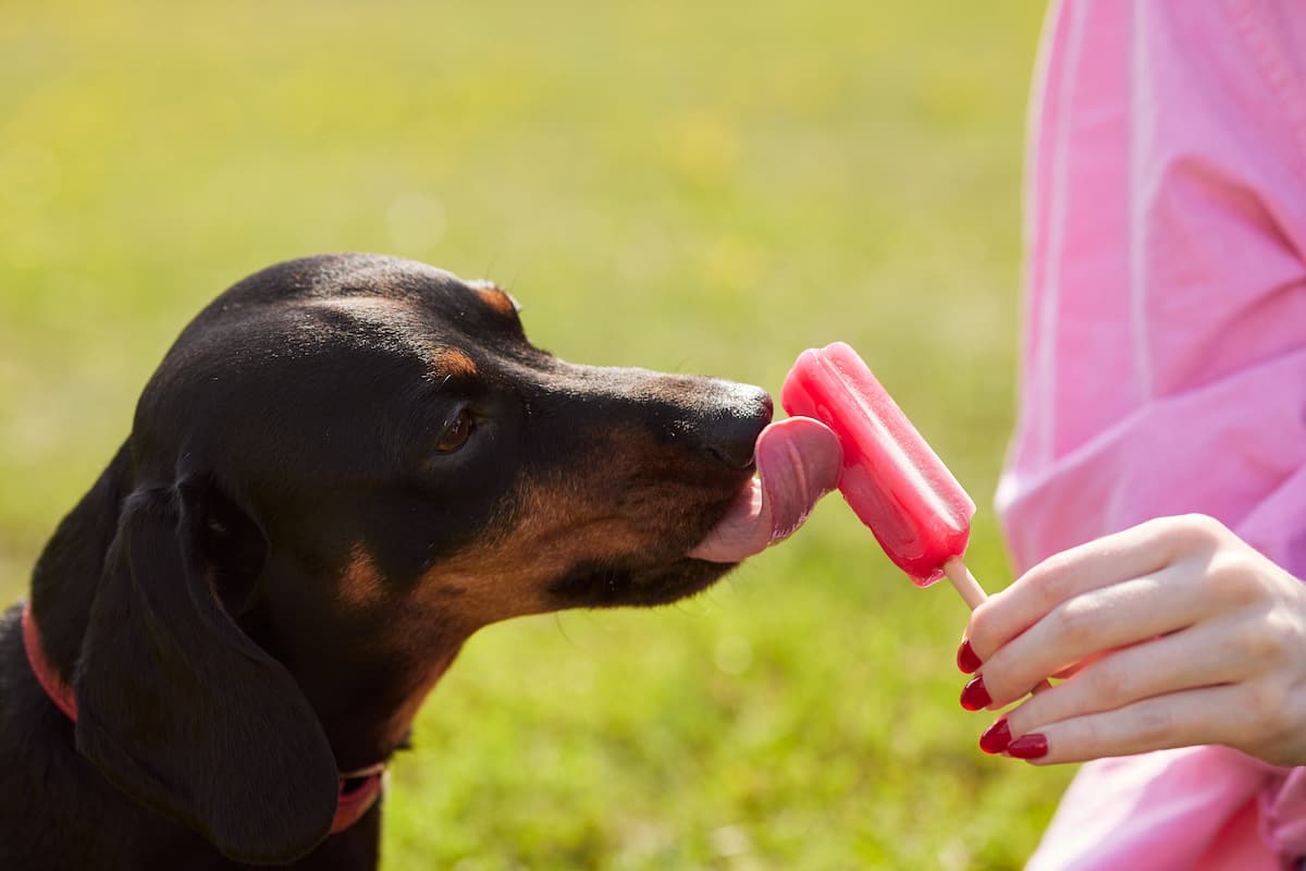 can my dog eat ice cream?