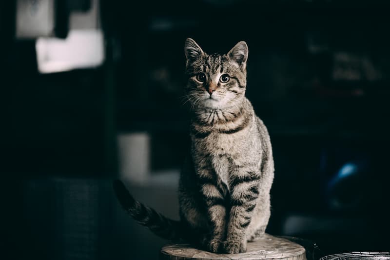 Certain cats can see better in the dark than others