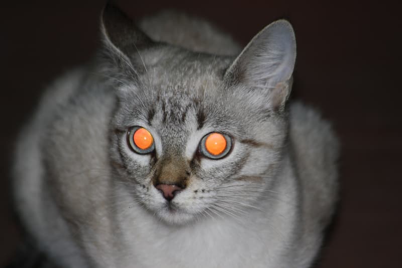 Ever noticed a cats eyes go reflective in the dark?