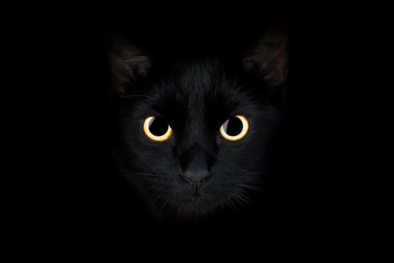 Can cats see in the dark? Do they have night vision?!