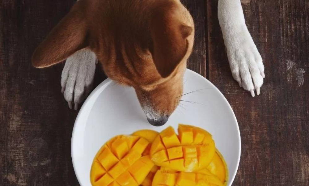 are mangoes safe for dogs to eat