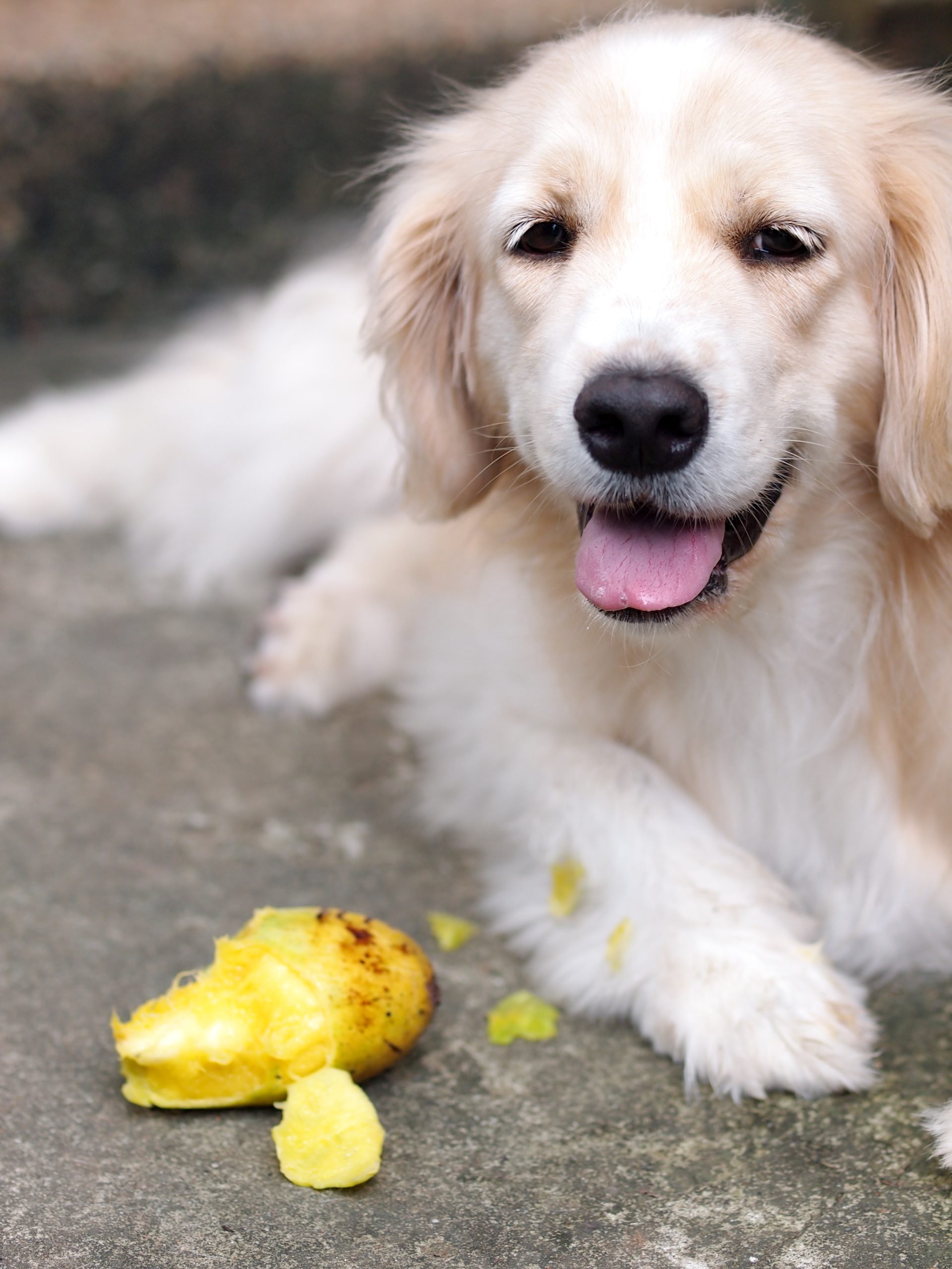 Can dogs eat mango? Mad Paws