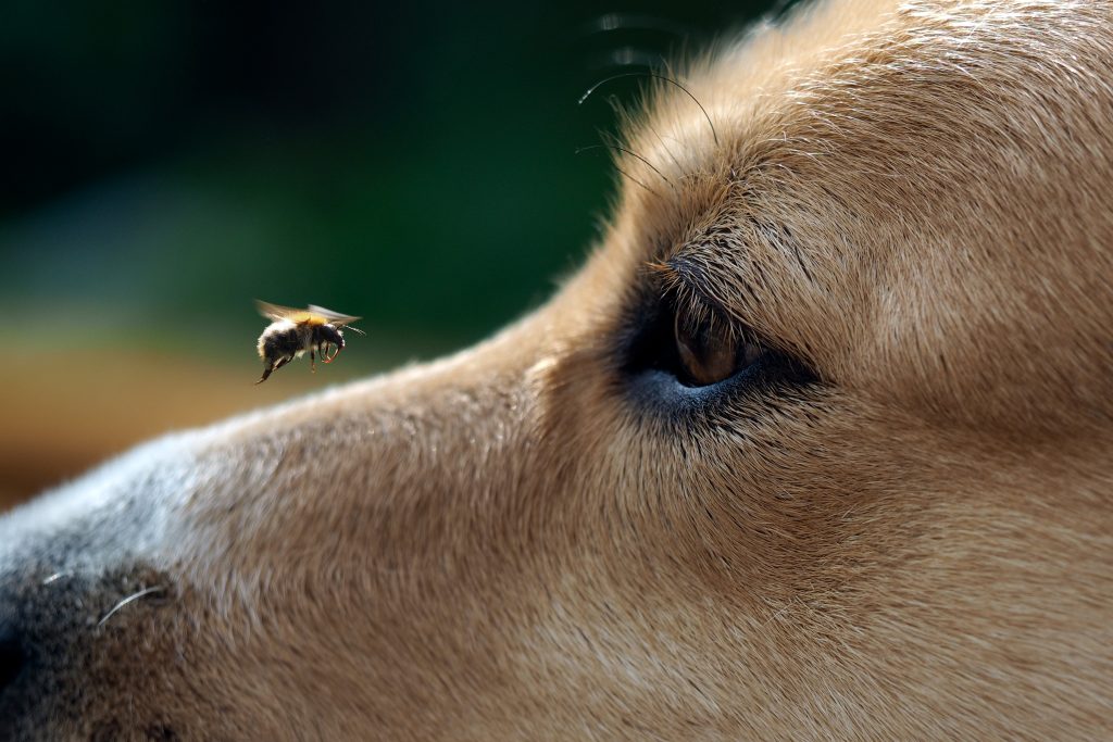 dog stung by bee