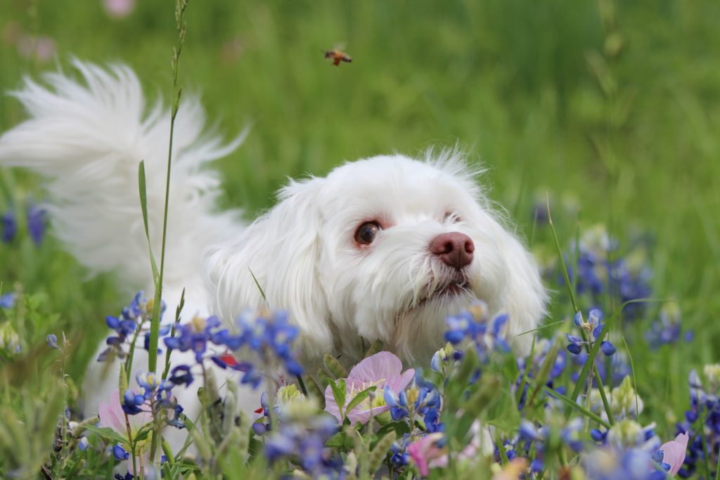 dog stung by bee