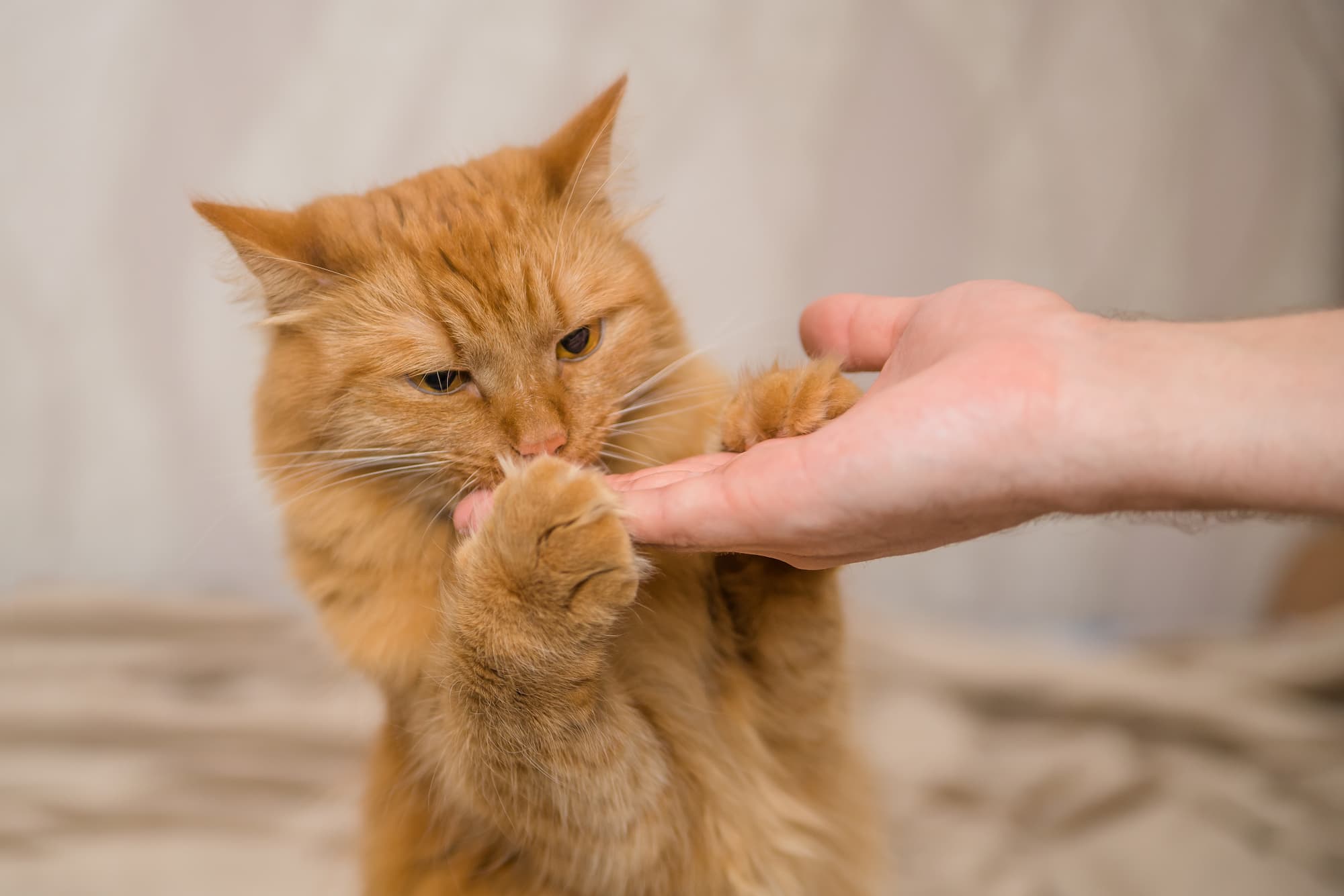 Can Cats Eat Peanut Butter Mad Paws