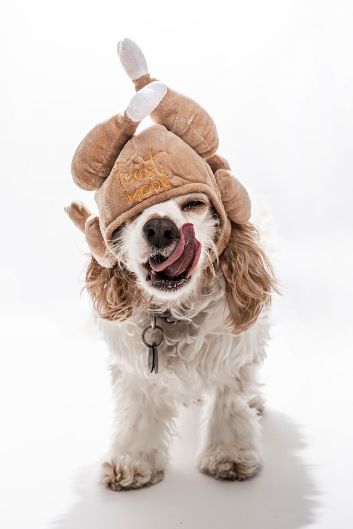 Can dogs eat turkey? Mad Paws