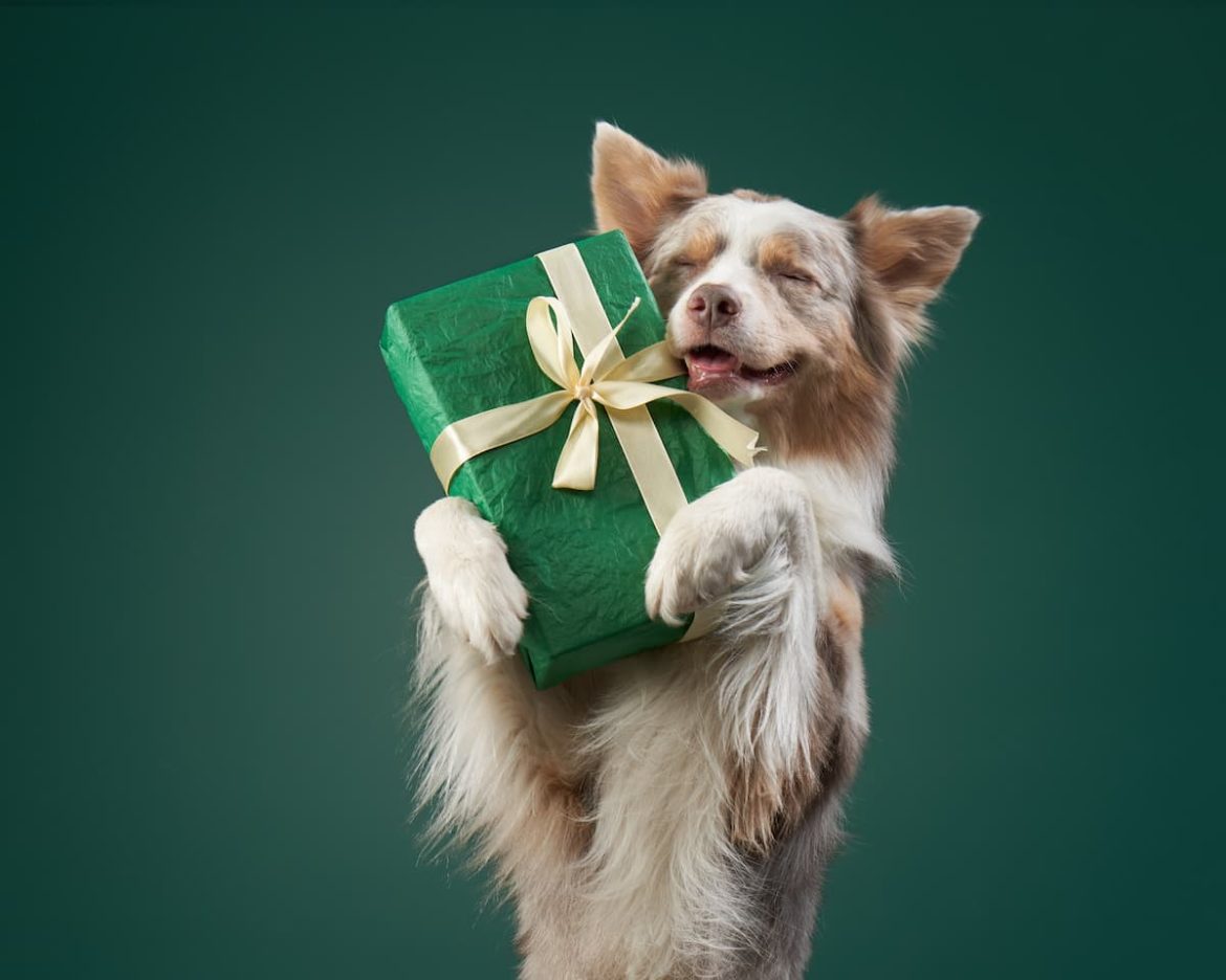 Pet Gift Guide