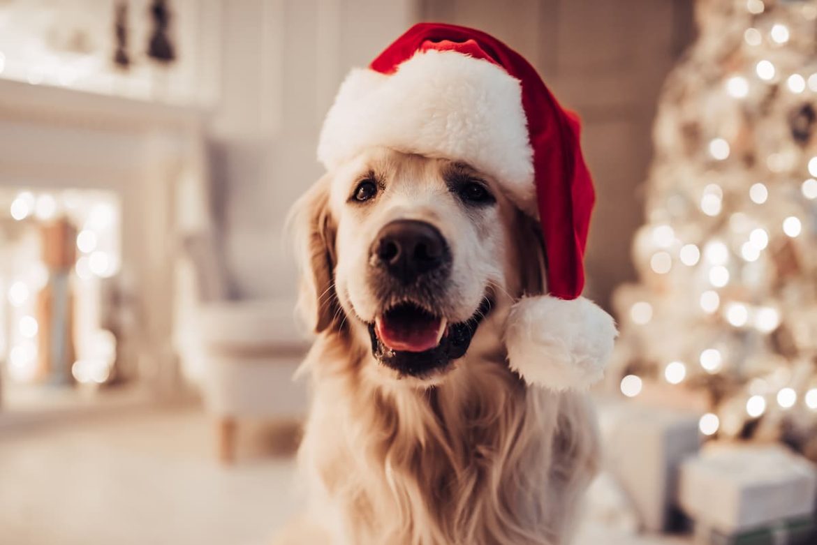 gift guide for dogs gift guide for dogs