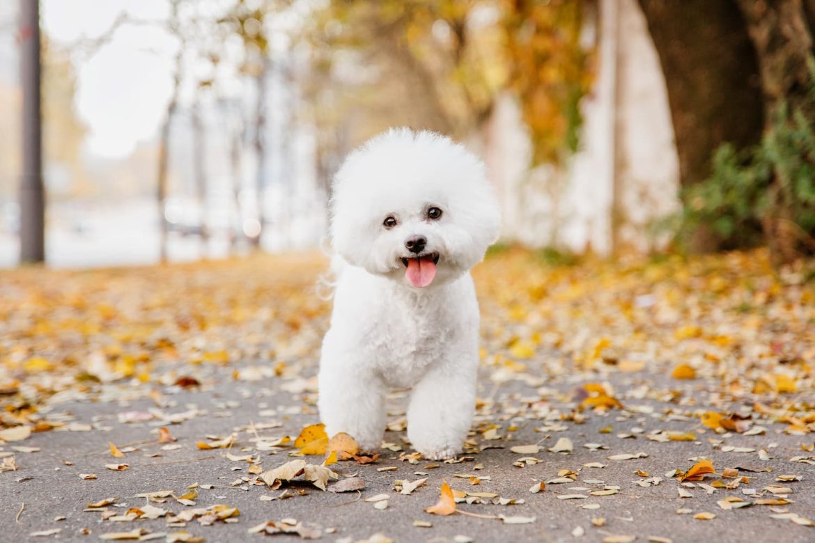 Bichon Frise Dog Breed Corner: Bichon Frise