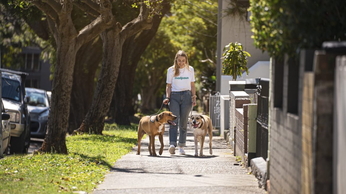 mad paws pet sitting, how does mad paws work