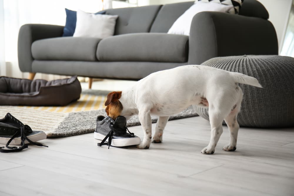 Enrichment-toys-for-dogs