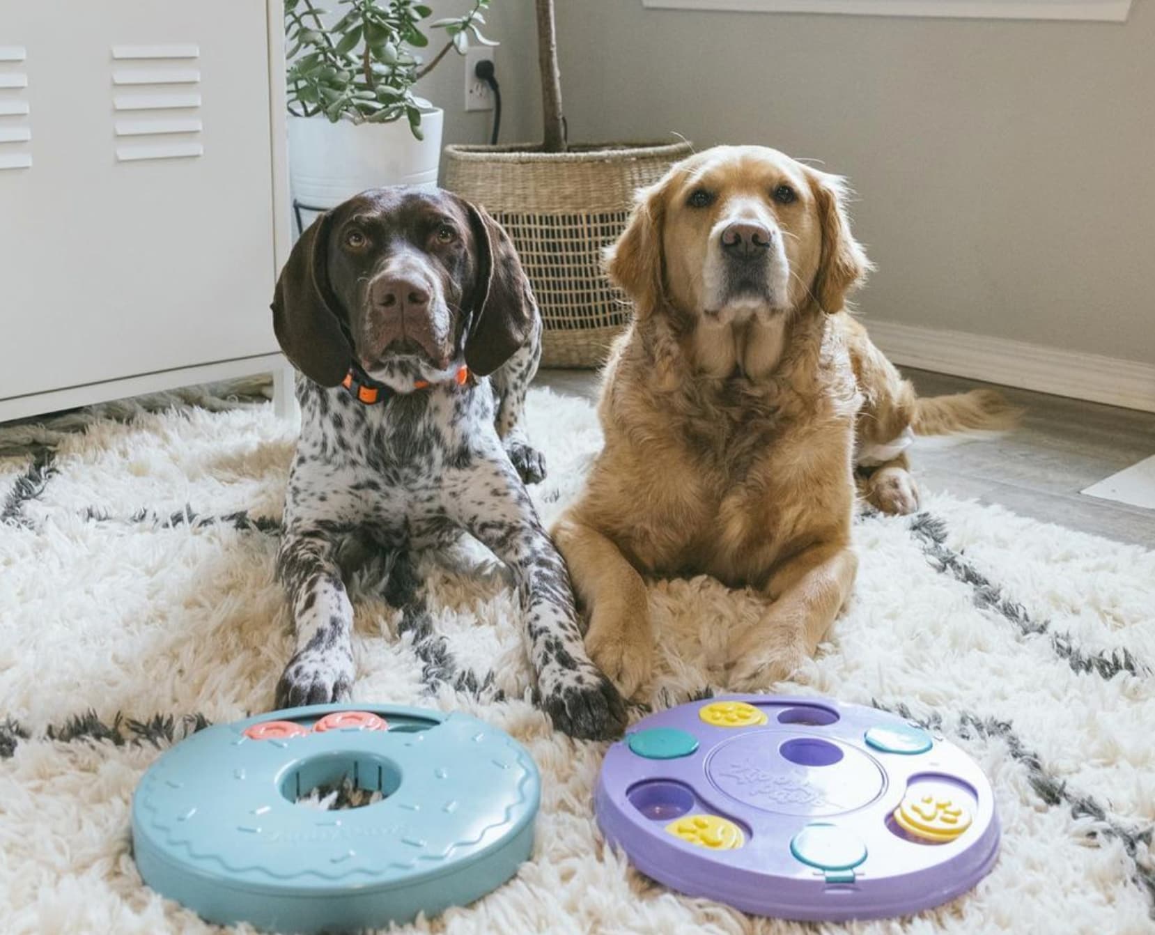 Dog Enrichment Toy