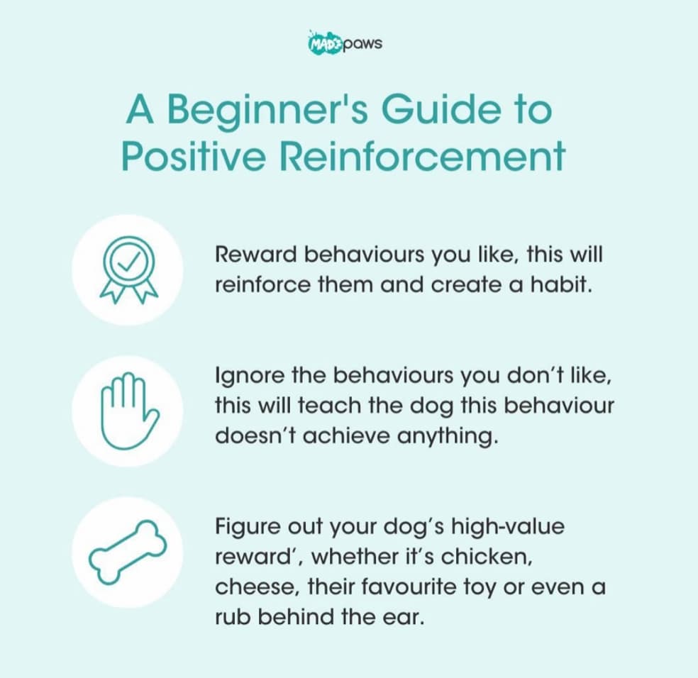 Positive reinforcement dog training