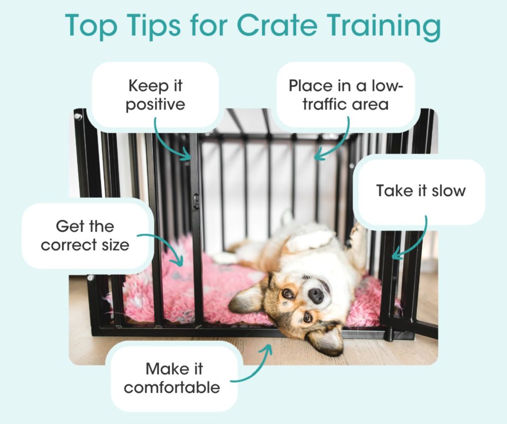 10 steps to crate training a dog