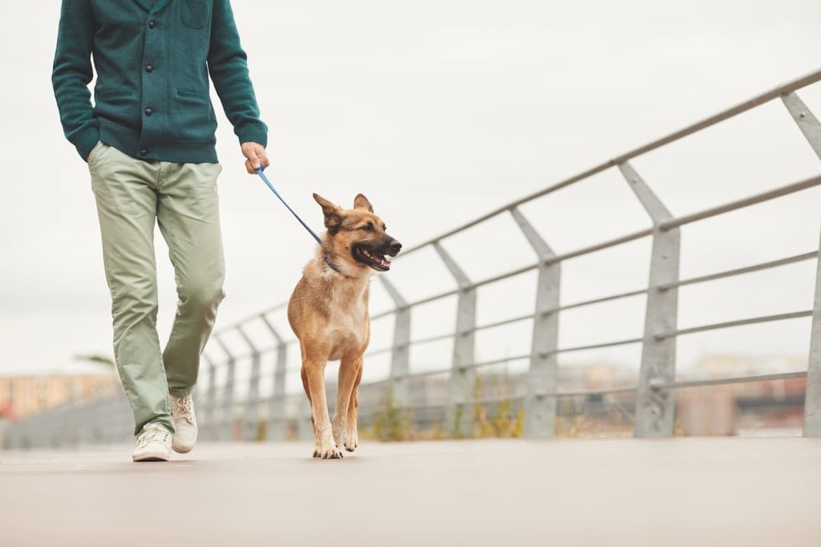 how much exercise does a dog need