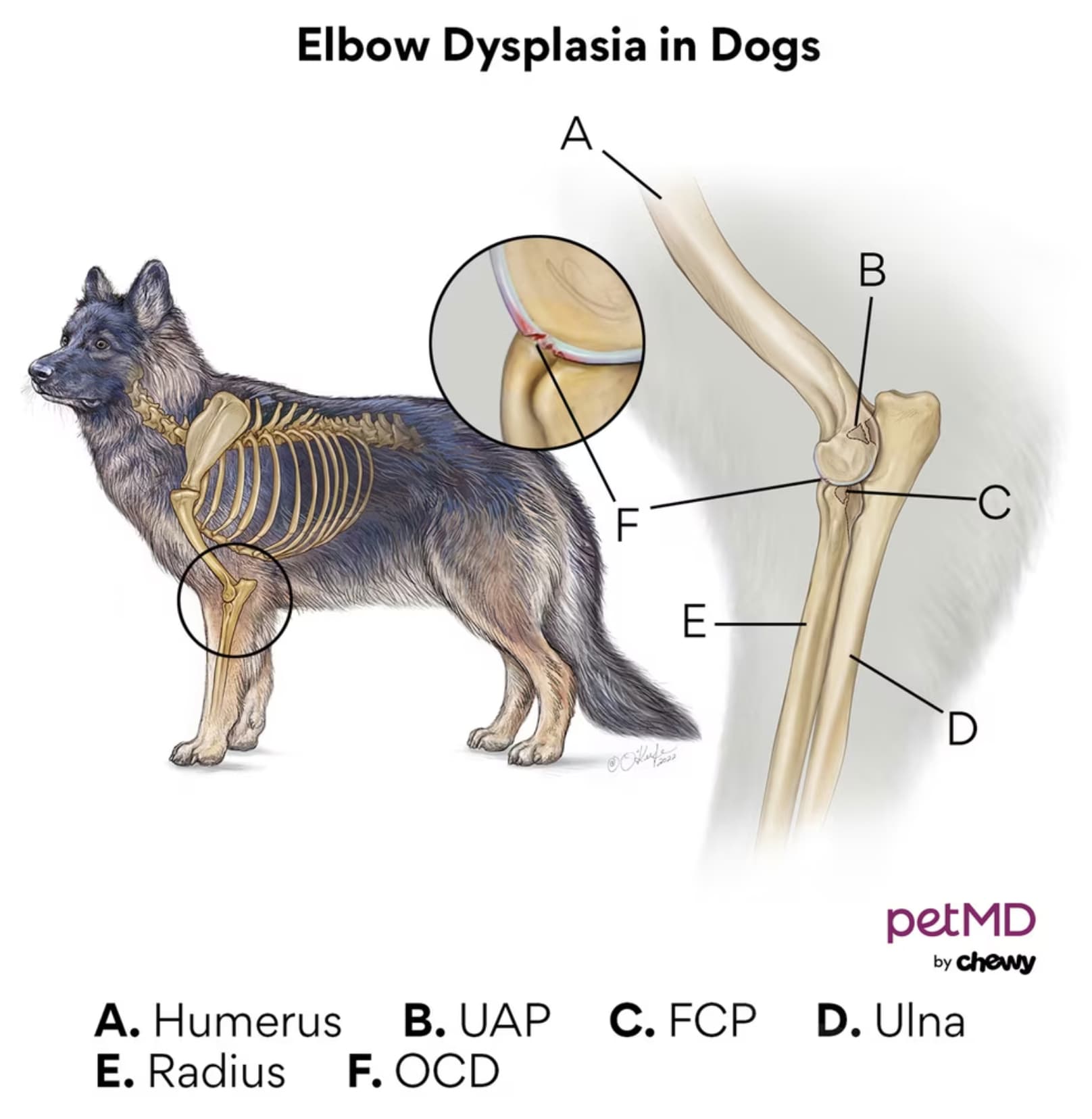 Elbow Dysplasia dog