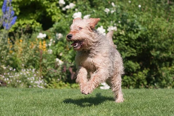 otterhound exercise needs