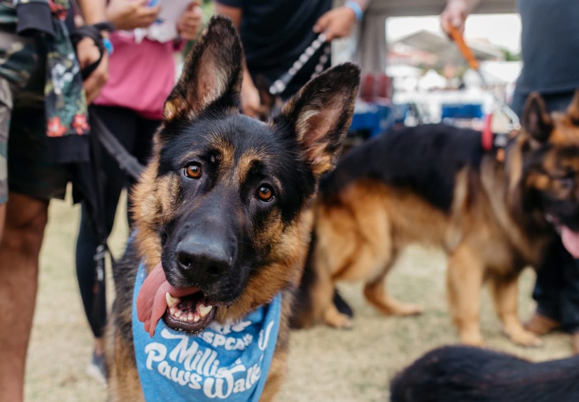 RSPCA Million Paws Walk Adopt a dog