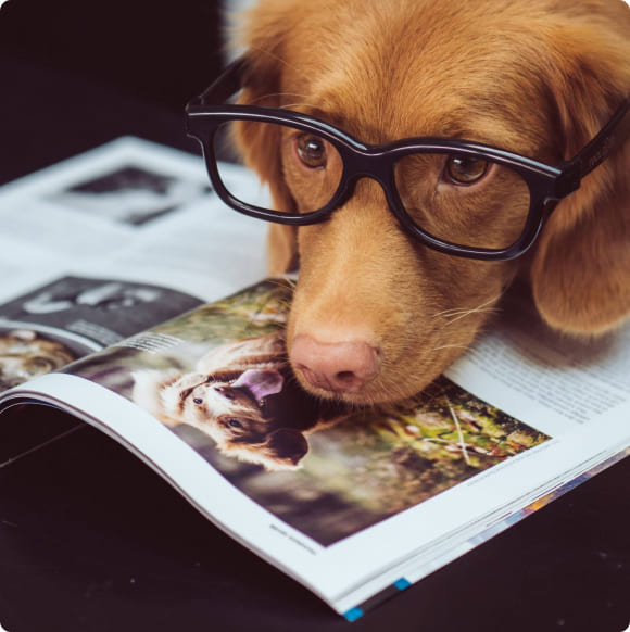 Dog in glasses