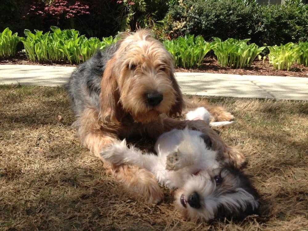 otterhound dog breed information