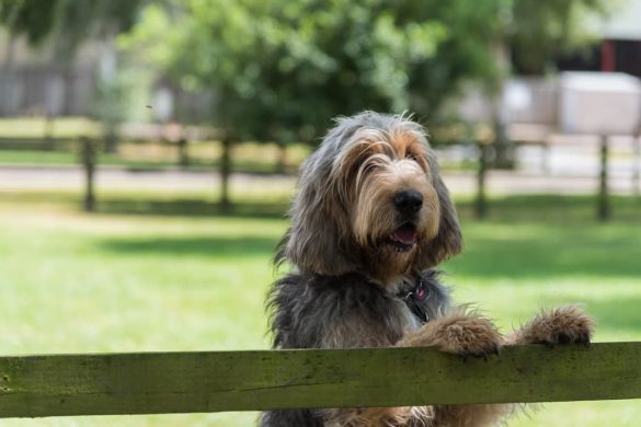 what do dogs think when they see themselves in the mirror