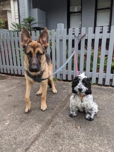 Pet Sitters NSW