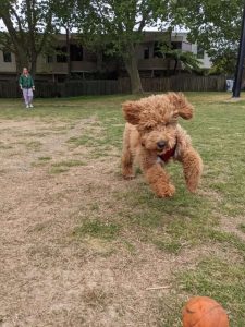 Pet Sitter Sydney