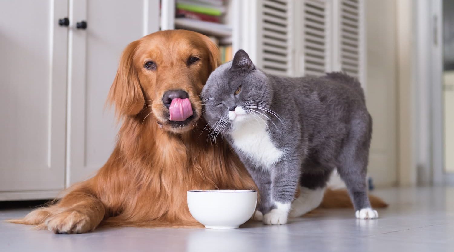 benefits of probiotics for dogs and cats